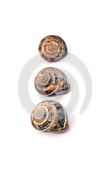 Garden snail shells (Helix aspersa)