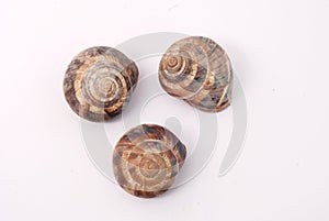 Garden snail shells (Helix aspersa)