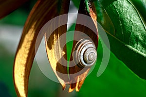 Garden snail sits on a yellow tekoma flower