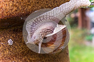 Garden snail slide on garden leafs, upside down