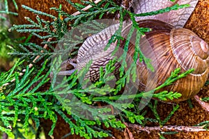 Garden snail slide on garden pillar, upside down covered by thuja leaf