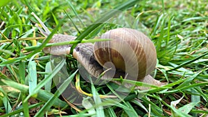 A garden snail slowly crawls in green grass close up.