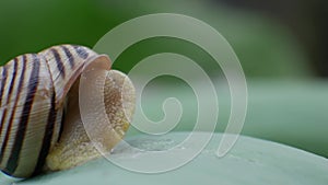 Garden Snail Slowly Crawls on Green Leaf