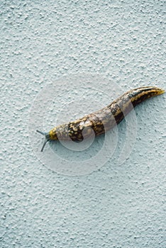 Garden snail or slug on white wall background