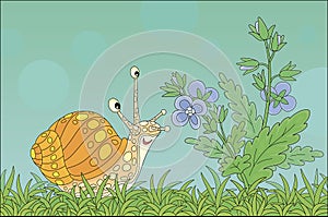 Garden snail smelling a wildflower