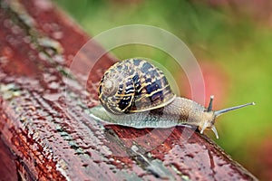 Garden Snail