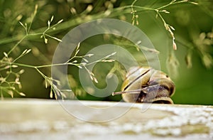 Garden Snail