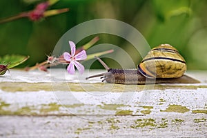 Garden Snail