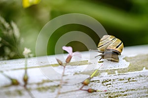 Garden Snail