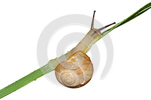 Snail on blade of grass on white background