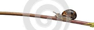 Garden snail on stick, Helix aspersa