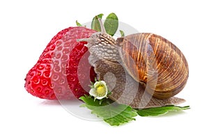 garden snail and strawberry