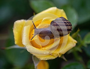 Garden Snail on Strike It Rich Grandiflora Rose