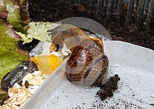 The garden snail is a terrestrial gastropod mollusk.A forest snail