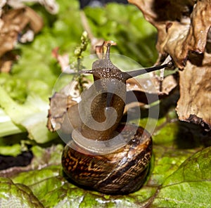 The garden snail is a terrestrial gastropod mollusk.A forest snail