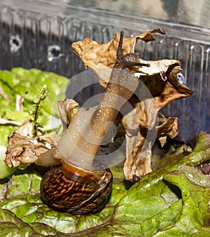 The garden snail is a terrestrial gastropod mollusk.A forest snail