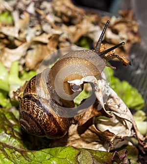 The garden snail is a terrestrial gastropod mollusk.A forest snail