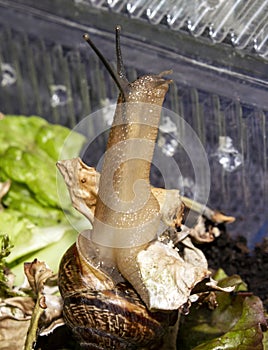 The garden snail is a terrestrial gastropod mollusk.A forest snail