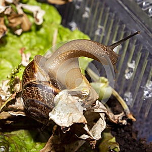 The garden snail is a terrestrial gastropod mollusk.A forest snail