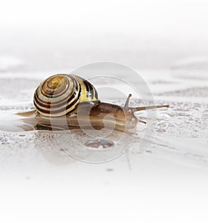 Garden snail with water droplets