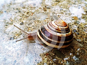 Garden snail on wet road