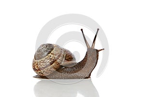 Garden Snail on white