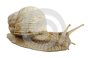 Garden snail on a white background, slow clam