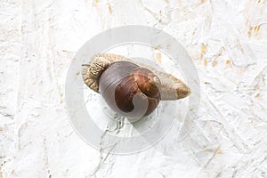 Garden snail on white rough background
