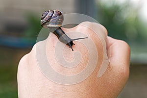 Garden snail on woman hand.