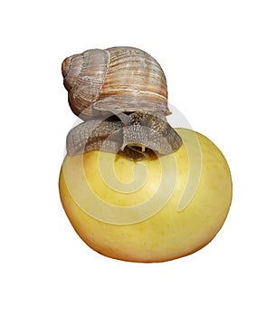 Garden snail on yellow apple. Isolated on white background