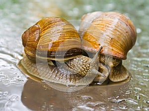 Garden snails photo