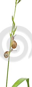 Garden snails, climbing stem in front of white background