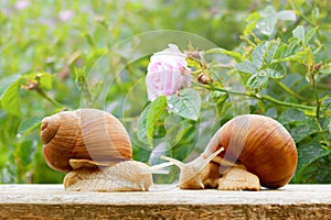 Garden snails closeup rose wet spring