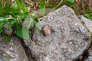 Garden snails are hiding on the rocks in the foliage.