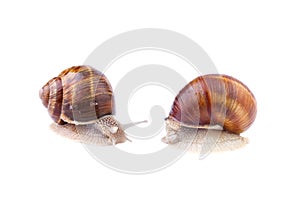 Garden Snails isolated on white