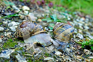 Garden Snails Mating