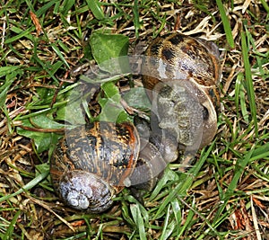 Garden snails mating.