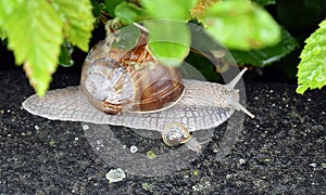 Garden Snails - mother and baby crawling on asphalt