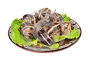 Garden snails,  on a plate, as crude food, a rawism