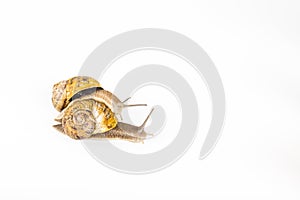 Garden snails racing on white background