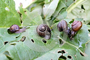 Garden snails on a rhubarb leaf