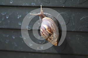 garden snails and slugs urban snails plant-eating animal