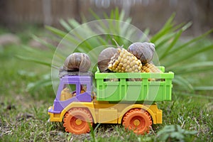 Garden Snails are transporting a corn crop on a multi-colored truck.