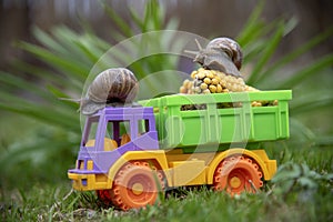 Garden Snails are transporting a corn crop on a multi-colored truck.