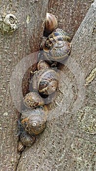 Garden snails on a tree