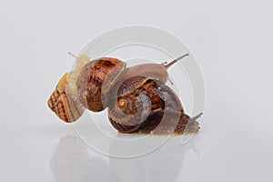 Garden Snails on a white background. Studio shot.