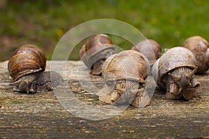 Garden snails on a wooden background. Snails after the rain