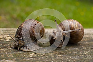 Garden snails on a wooden background. Snails after the rain