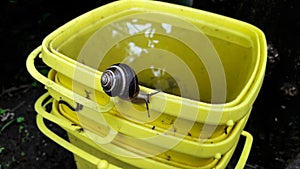 Garden snails on an yellow bucketful
