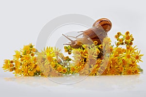 Garden Snails on yellow flowers of Jacobaea vulgaris on  a white background.